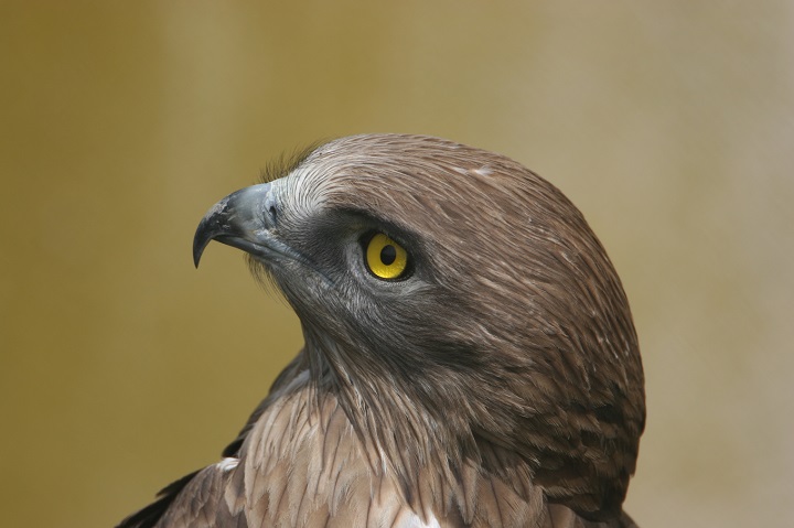 Les rapaces de la haute vallée du Tarn